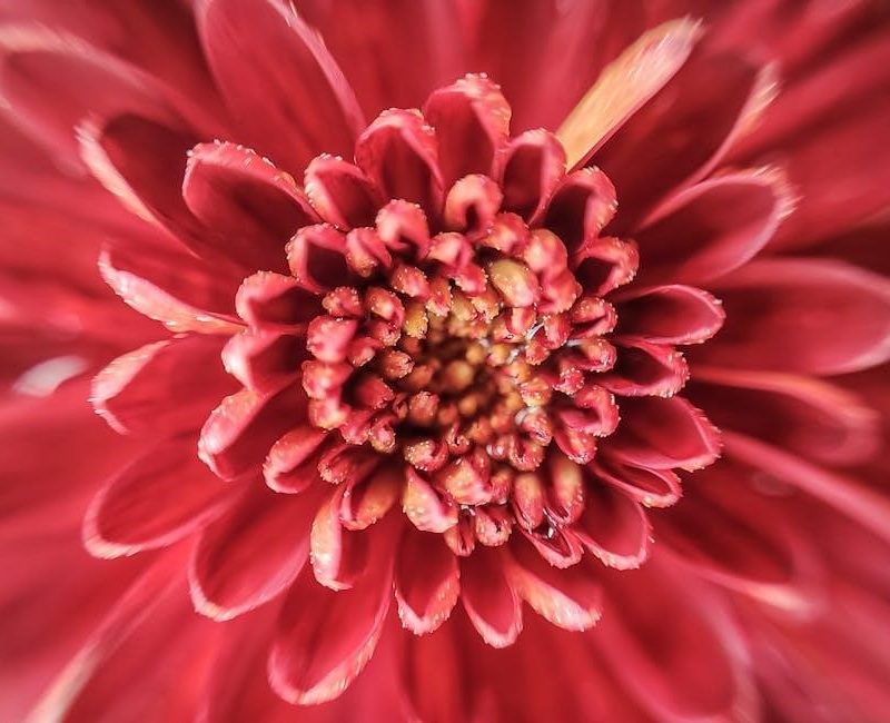 extremely loud and incredibly close pdf